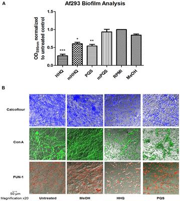 Harnessing Bacterial Signals for Suppression of Biofilm Formation in the Nosocomial Fungal Pathogen Aspergillus fumigatus